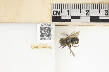 Media type: image;   Entomology 785678 Aspect: Labels
